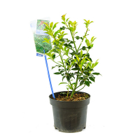 Падуб остролистный Аляска купить