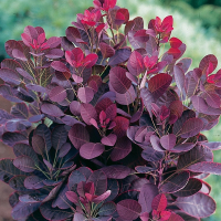 Скумпія шкіряна Royal Purple купить