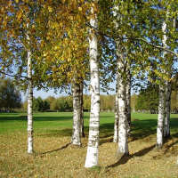Береза 2,5 м купить