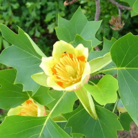 Ліріодендрон тюльпанний купить