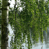 Береза 160 см купить