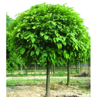 Катальпа бигнониевидная Нана купить