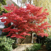 Клен веерный (пальмолистный) Бладгуд купить