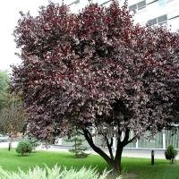 Слива растопыренная Писсарди купить