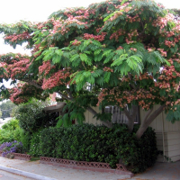 Альбиция ленкоранская купить