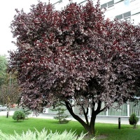 Слива растопыренная Писсарди купить