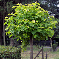 Катальпа бигнониевидная Нана купить