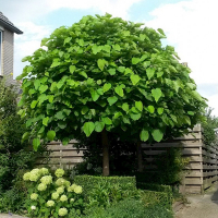 Катальпа бигнониевидная Нана купить