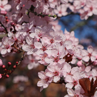 Слива растопыренная (декоративная) Нигра купить