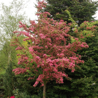 Боярышник колючий Пауль Скарлет купить