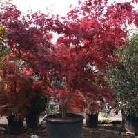 Клен веерный Атропурпуреум купить