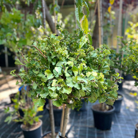 Гинкго двулопастный Марикен на штамбе купить