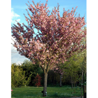 Сакура мелкопильчатая Канзан купить