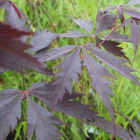 Клен веерный Black Lace купить