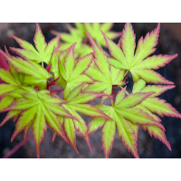 Клен веерный Литл Принцесс купить