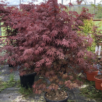 Клен веерный Бладгуд купить