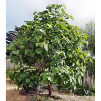 Павловния 2 м купить