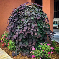 Церсис канадский Ruby Falls купить