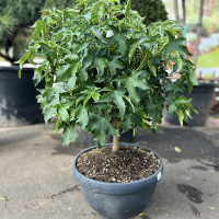 Ликвидамбар смолоносный Гум Болл бонсай купить