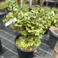 Гинкго двулопастный Марикен купить