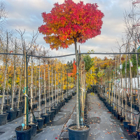 Ликвидамбар смолоносный Гум Болл купить