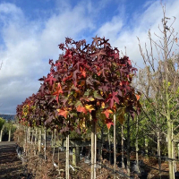 Ликвидамбар смолоносный Гум Болл купить