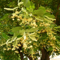 Липа 150 см купить