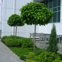 Катальпа бигнониевидная Нана купить