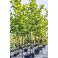 Платан клёнолистный  р9 купить