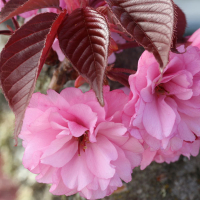 Сакура мелкопильчатая Роял Бургунди купить