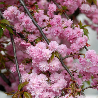 Сакура мелкопильчатая Кику-Шидаре купить