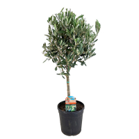 Олива европейская купить