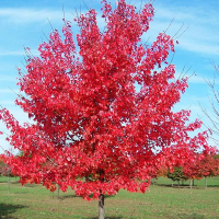 Клен красный (Rubrum) купить