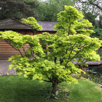 Клен японский Ширасавы shirasawanum Aureum купить