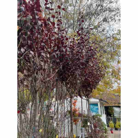 Слива растопыренная Писсарди купить