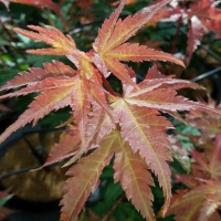 Клен веерный Brown Sugar купить