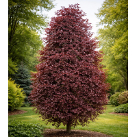 Клен остролистный Crimson Sentry купить