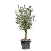 Олива европейская купить