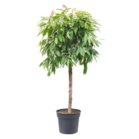 Фікус Біннедіка Амстел Кінг купить