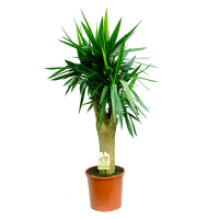 Юкка купить