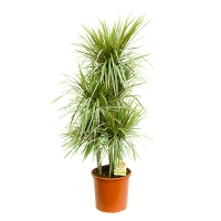 Драцена Маргінату Біколор карусель купить