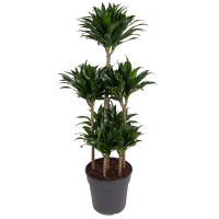 Драцена компакта карусель купить