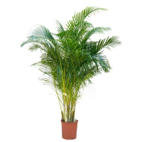 Хризалідокарпус купить