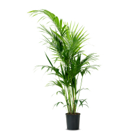 Ховея Форстериана купить