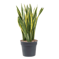 Сансевієрія трисмугова Лоуренса купить