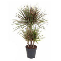 Драцена Маргінату Біколор карусель купить