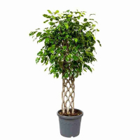 Фикус бенджамина Экзотика шпалера купить