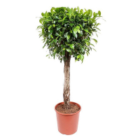 Фікус Нітіда купить