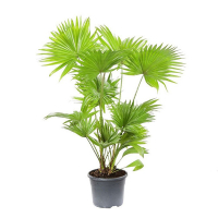 Ливистона круглолистная купить