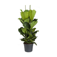 Фикус Лирата купить